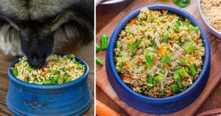 Can I just make my own dog food?