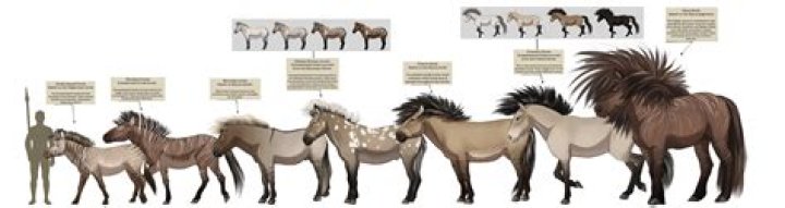 How did horses impact the Americas?