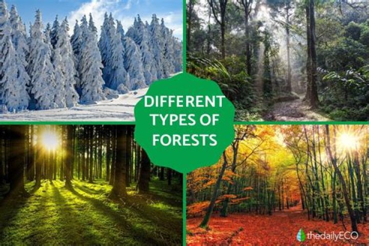 How many forests does Japan have?