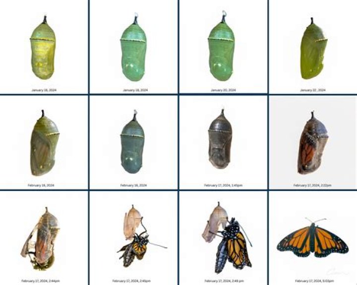 How many steps are in the process of monarch butterfly?