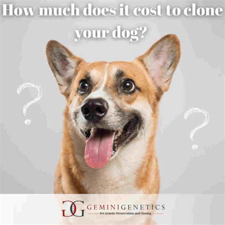 How much does it cost to start dog breeding?