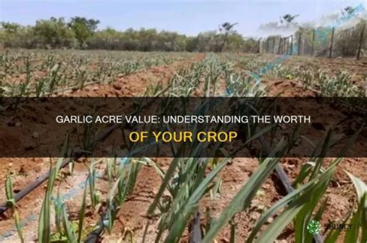 How much is an acre of garlic worth?