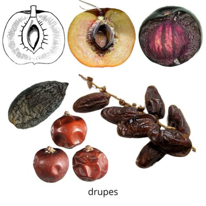 Is a pineapple a drupe?