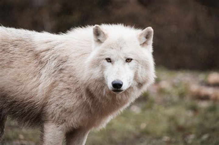 Is Wolf a real name?