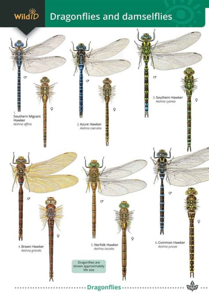 What do dragonflies do in winter?