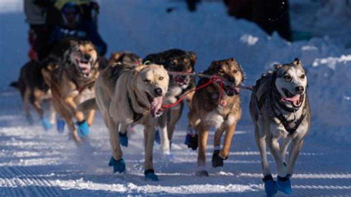 What is the fewest number of dogs that a team can run with in the Iditarod?